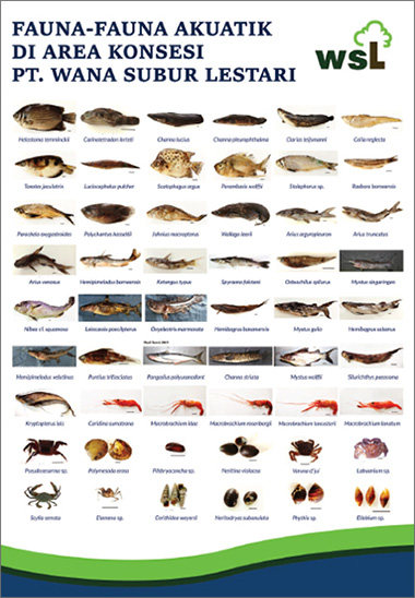 調査で発見された水棲生物の一覧