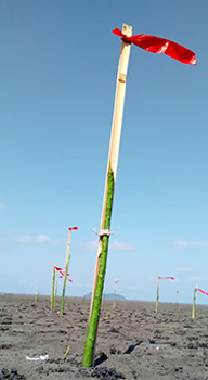 植栽された種子