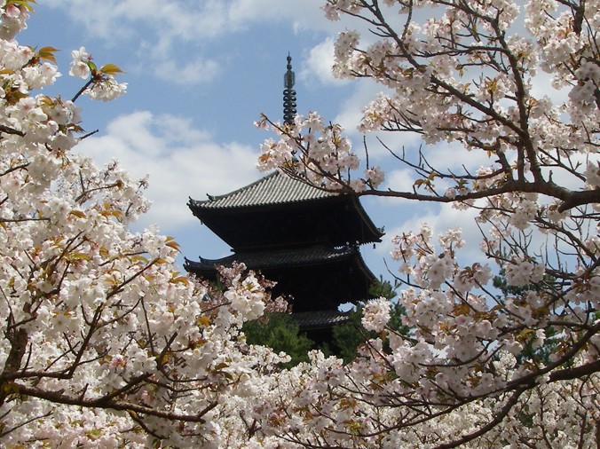 仁和寺御室桜の写真