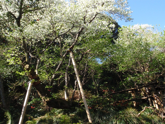 伊豆大島国指定特別天然記念物桜株の写真